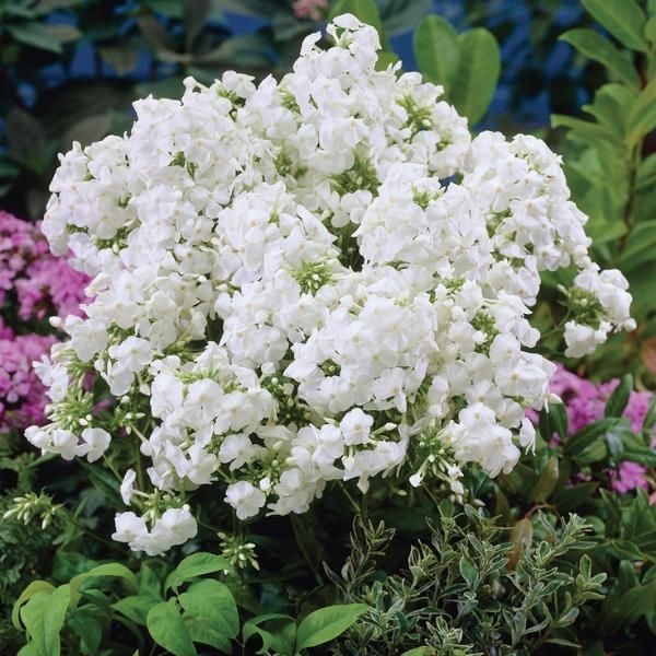 Phlox david sales